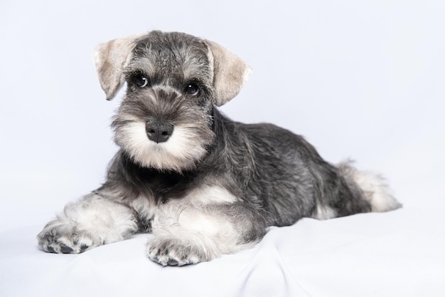 Zwergschnauzer weißgrau liegt auf einem hellen Hintergrundkopierraum Training für kleine Welpen