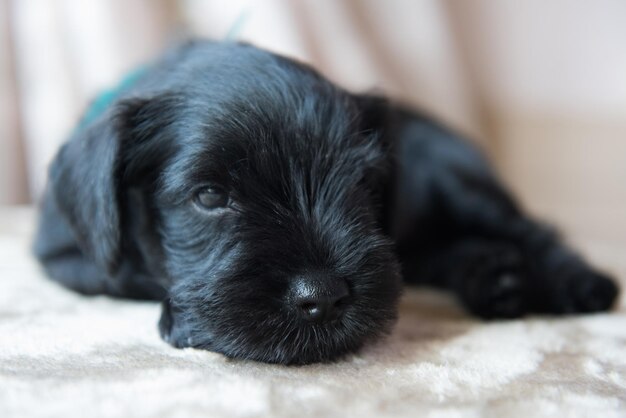 Zwergschnauzer-Welpen-Hundeportrait