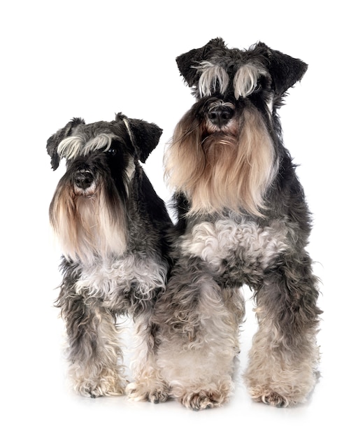 Zwergschnauzer