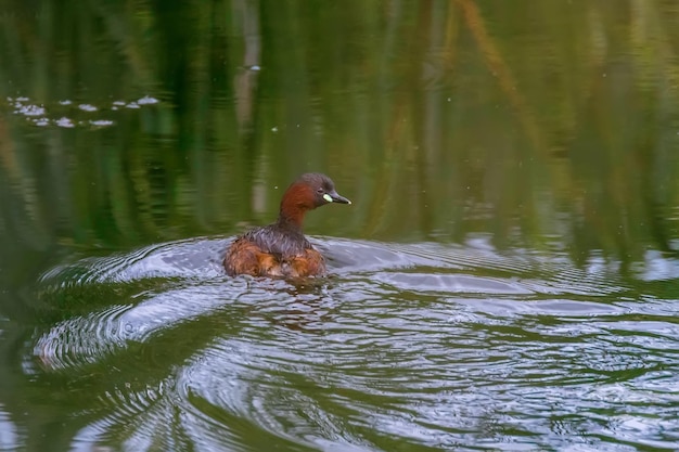 Zwergtaucher im Wasser (Tachybaptus ruficollis)