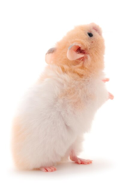 Zwergweißer Hamster