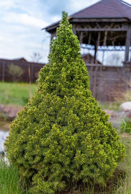 Zwergweißfichte Picea Glauca Conica in einem Garten