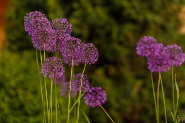 Zwiebelblüten im Garten