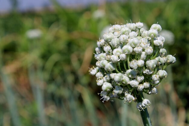 Zwiebelblumen im Ackerland