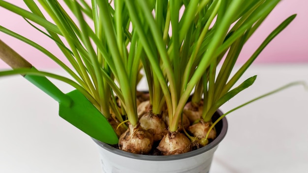 Zwiebelblumen im Topf Zwiebelblumen pflanzen