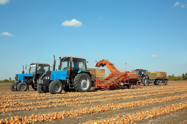 Foto zwiebelernte mit modernen landwirtschaftlichen geräten im feld