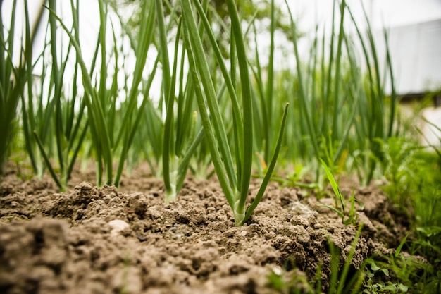 Zwiebelkulturen, die im Boden gepflanzt werden, werden unter der Sonne reif Bebautes Land hautnah mit Sprout Landwirtschaftliche Pflanzen, die in der Bettreihe wachsen Grüne natürliche Nahrungspflanze