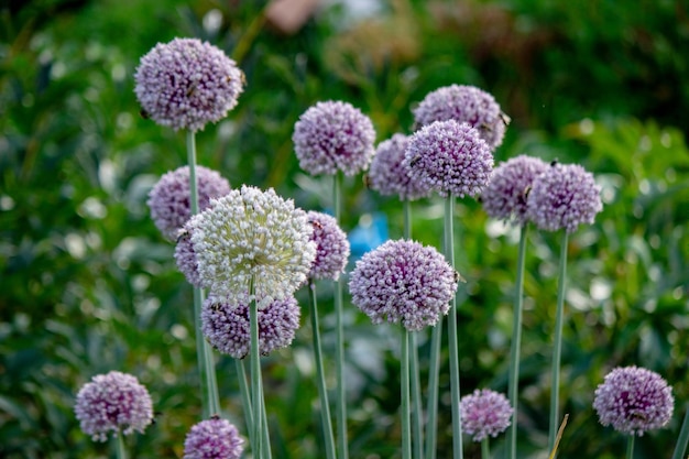 Zwiebelnblume im Garten Selektiver Schwerpunkt Natur