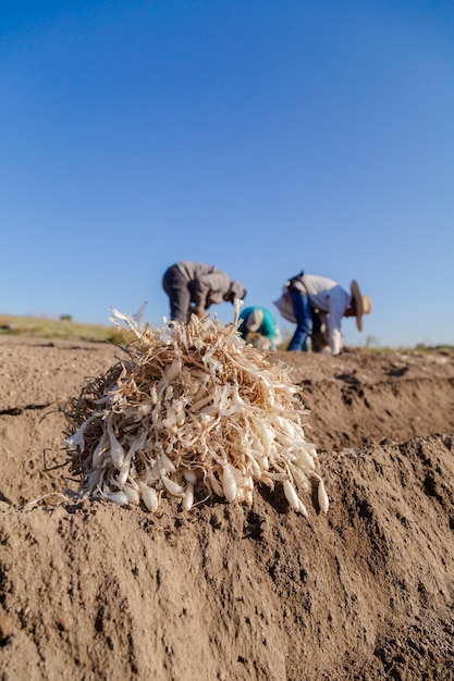 Zwiebelplantage durch einen erfahrenen Landwirt