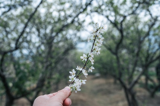 Zwischen den Pflaumenbäumen hielt eine Pflaumenblüte in der Hand