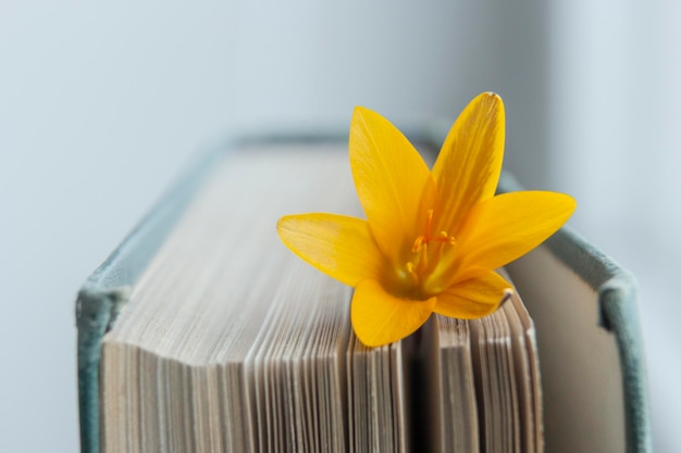 Zwischen die Seiten des Buches ist eine gelbe Krokusblüte gelegt