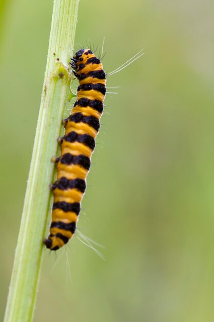 Zygaena lonicerae, Schmalgrenz-Fünf-Punkte-Brennlarve