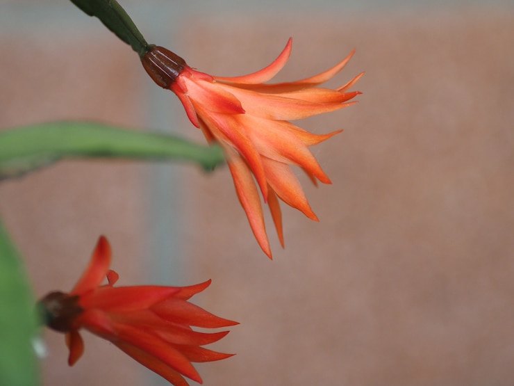 Foto zygocactus (schlumbergera truncata) planta flor vermelha