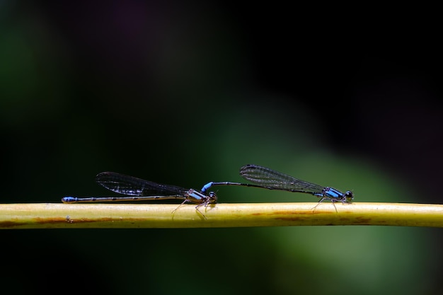 Zygoptera caballito del diablo