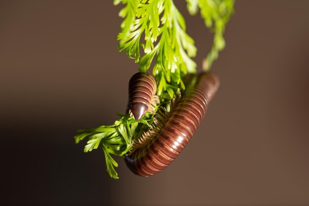 Zylindrischer Tausendfüßler ein schönes Exemplar eines braunen zylindrischen Tausendfüßlers, der von einem grünen Blatt mit selektivem Fokus hängt