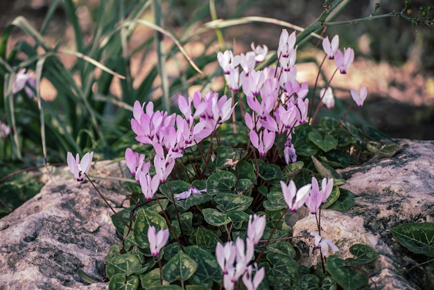 Zypern rosa Alpenveilchen Blumen wachsen im Frühling in freier Wildbahn