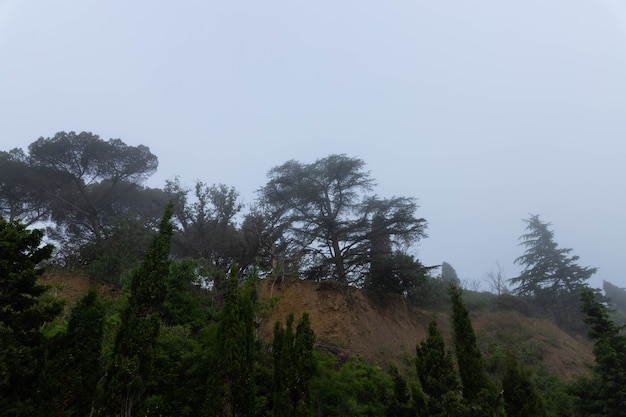 Zypresse während des Morgennebels. Idyptische Landschaft.