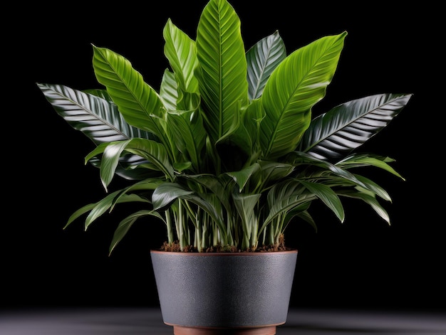 Foto zz-pflanze zamioculcas zamiifolia studioaufnahme isoliert auf klarem hintergrund generative ki