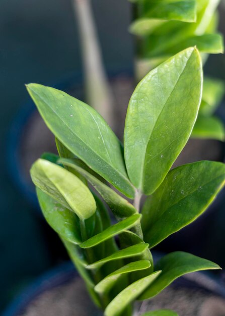 Zz plantas hojas con enfoque selectivo y fondo borroso