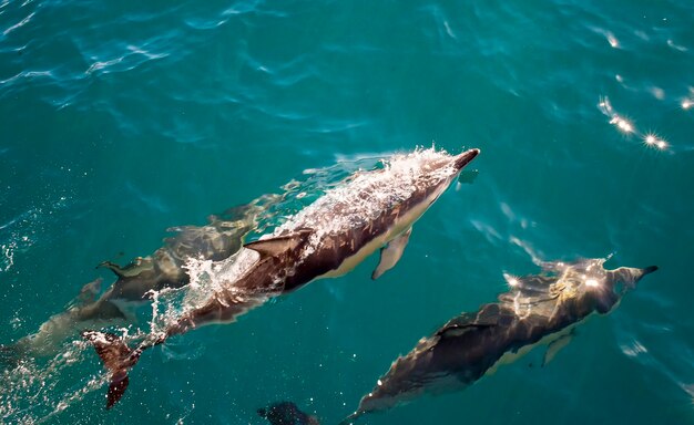 3 dolphins swim by in aclear blue sea and one surfaces to take a breath of air