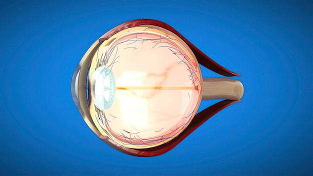 눈 의 3차원 해부학적 모델
