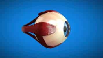 Free photo 3d anatomical model of an eye