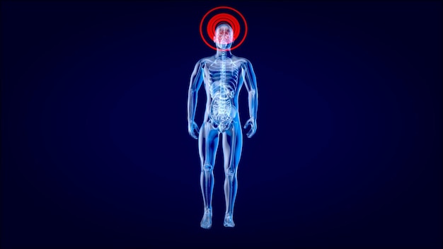 Бесплатное фото Концепция 3d-анатомии рентгеновского человека