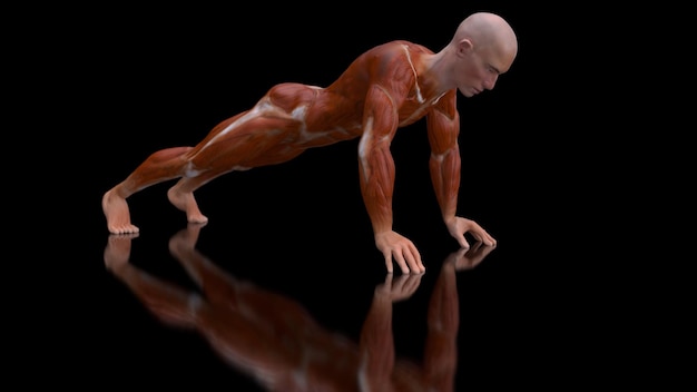 Foto gratuita anatomia 3d di un uomo che fa flessioni