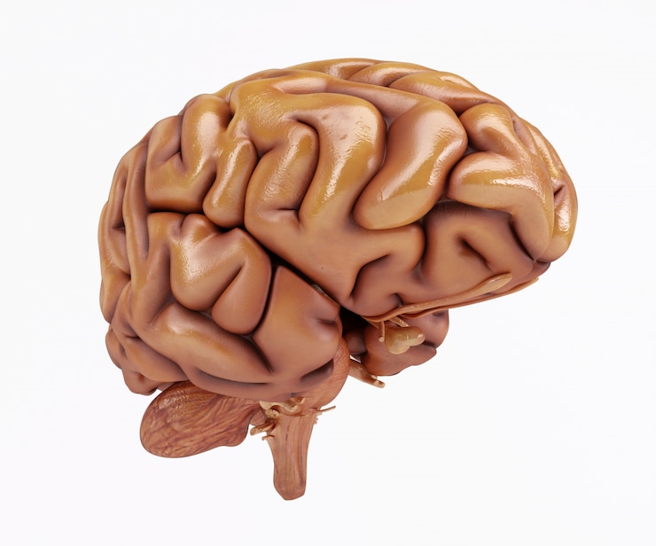 Free Photo 3d brain