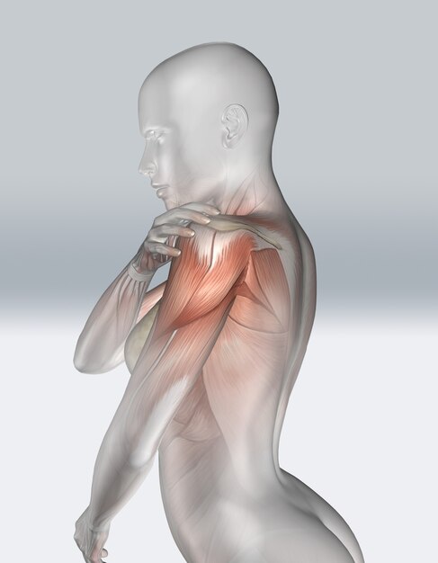 3D female figure holding shoulder with muscle view