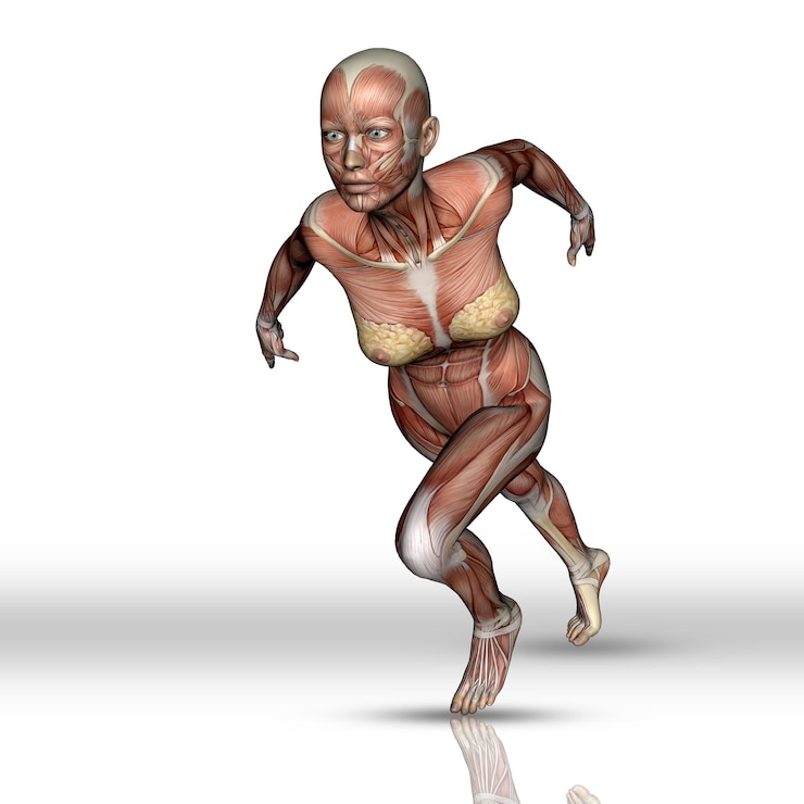 मुफ़्त फोटो 3d female figure with muscle map in running pose