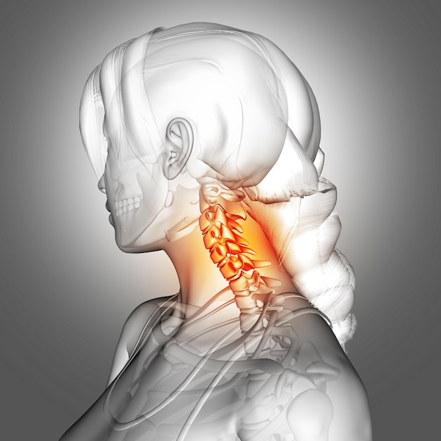 목 뼈가 강조 표시 된 3D 여성 그림