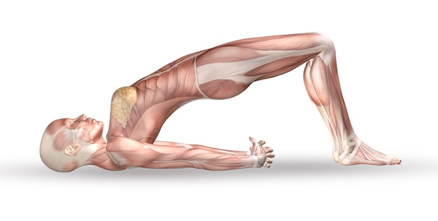 3D female medical figure with muscle map in yoga position