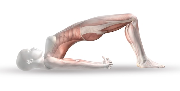 3D female medical figure with muscle map in yoga position