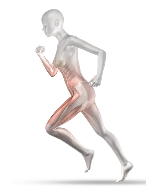 3D female medical figure with partial muscle map jogging