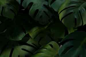 Бесплатное фото 3d композиция из зеленых пальмовых листьев