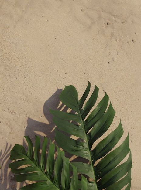 Free photo 3d green palm leaves composition