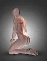 Free photo 3d kneeling male figure with back muscles highlighted