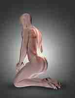 Free photo 3d kneeling male figure with back muscles highlighted