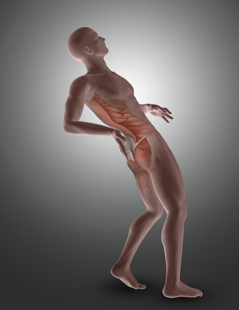 3D male figure with back muscles highlighted