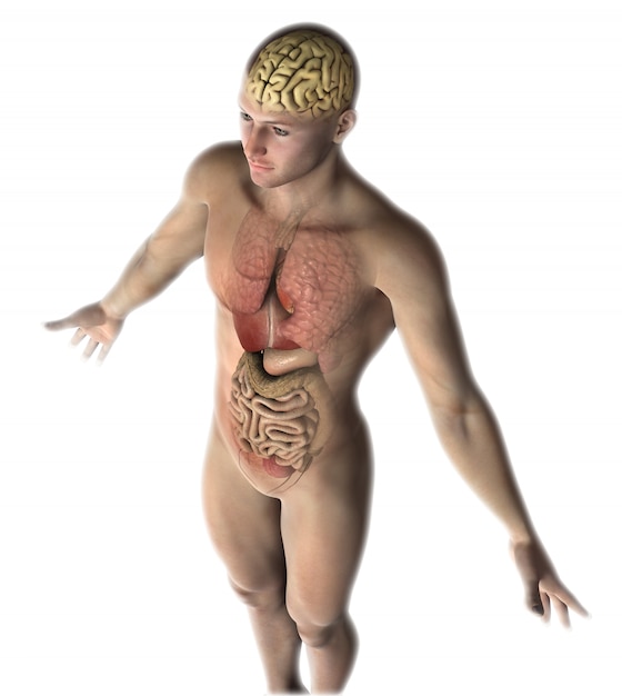 3D мужская фигура с внутренними органами и мозгом