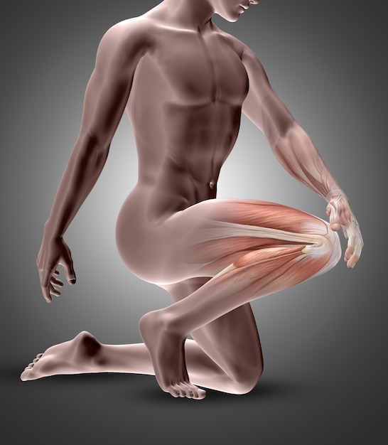 Foto gratuita figura maschile 3d con muscoli del ginocchio evidenziati