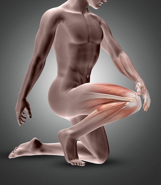 무릎 근육이 강조된 3D 남성 그림