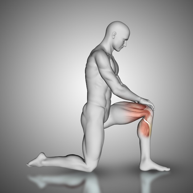 3D male figure with knee muscles highlighted