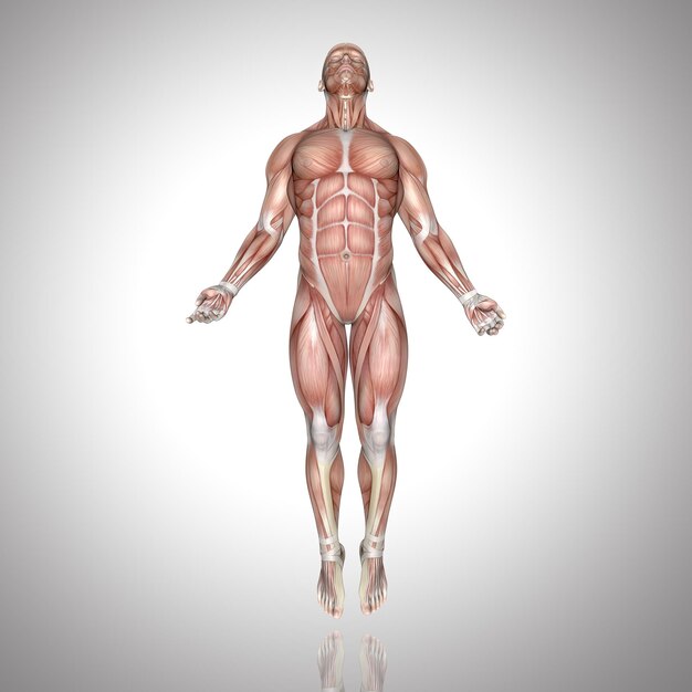 3D male figure with muscle map in ascending pose