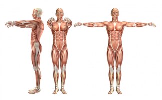 Foto gratuita figura medica maschio 3d che mostra abduzione della spalla e abduzione orizzontale
