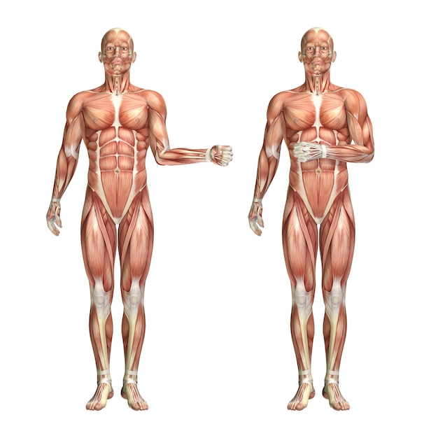 Figura medica maschio 3d che mostra la rotazione esterna e interna della spalla