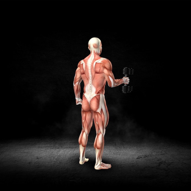 3D male medical figure with muscle map in rotator cuff stabilization out pose in grunge interior