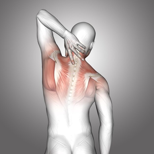 3D male medical figure with neck muscles highlighted