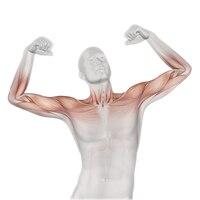Free photo 3d male medical figure with partial muscle map